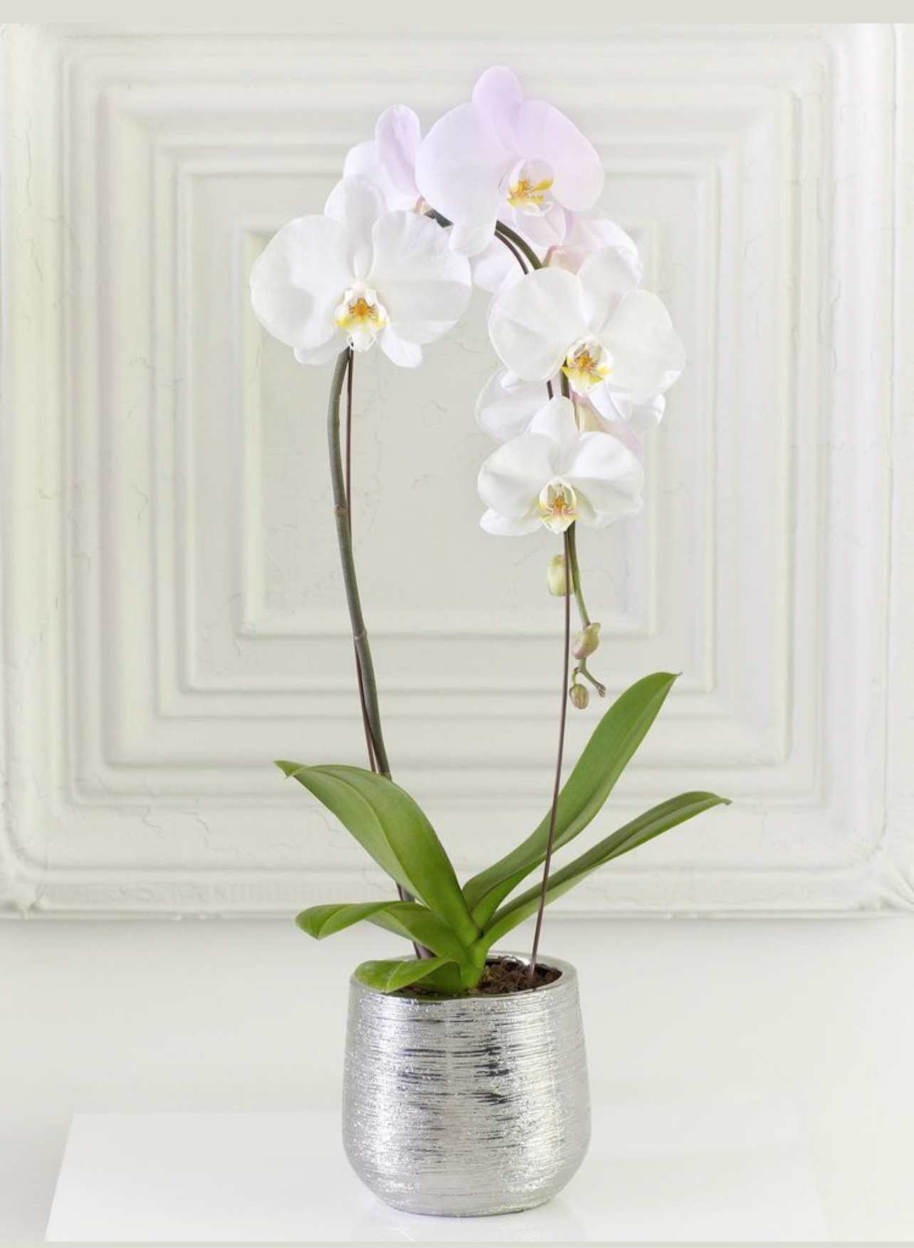 Orquídea Love