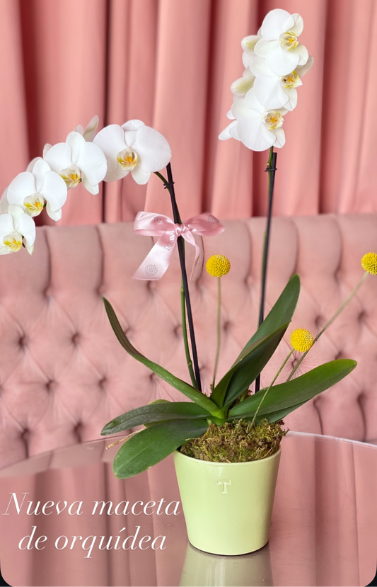 Orquídea Love