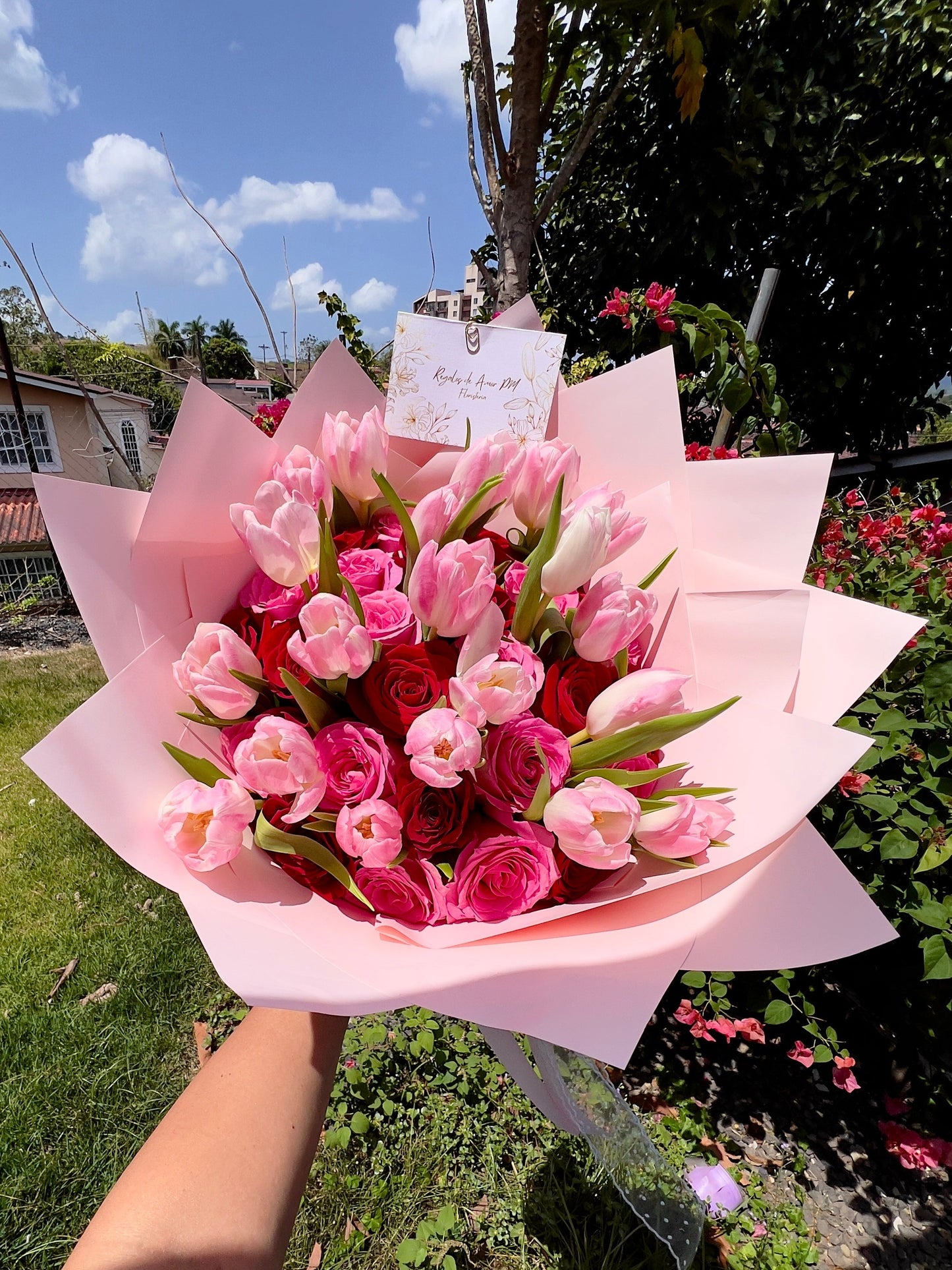 Tulips Stars