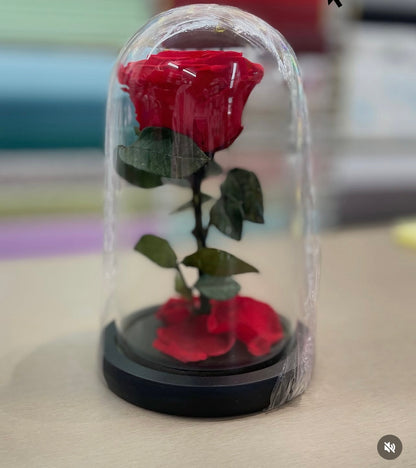 Eternal Rose