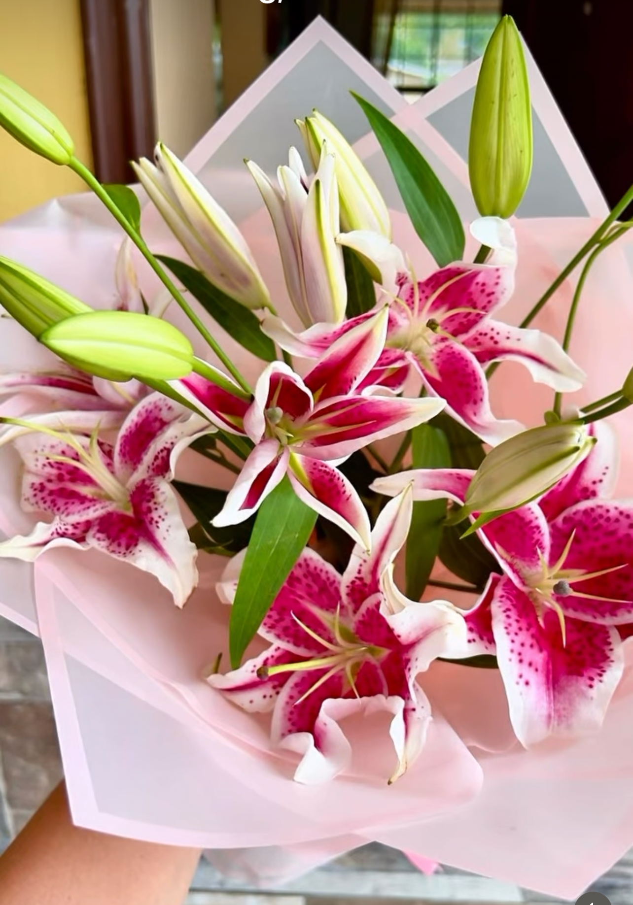 Lilys Lilys