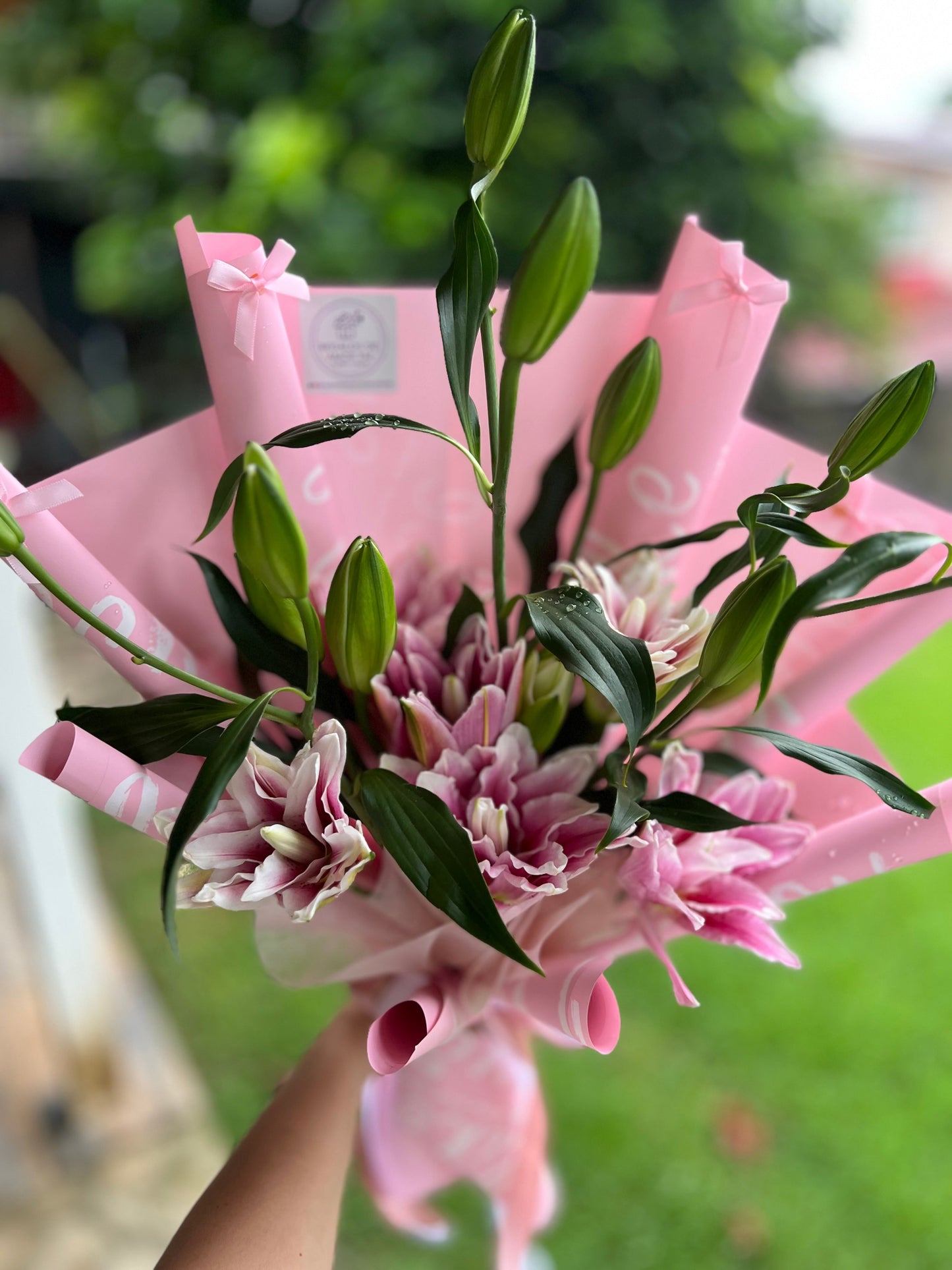 Lilys Lilys