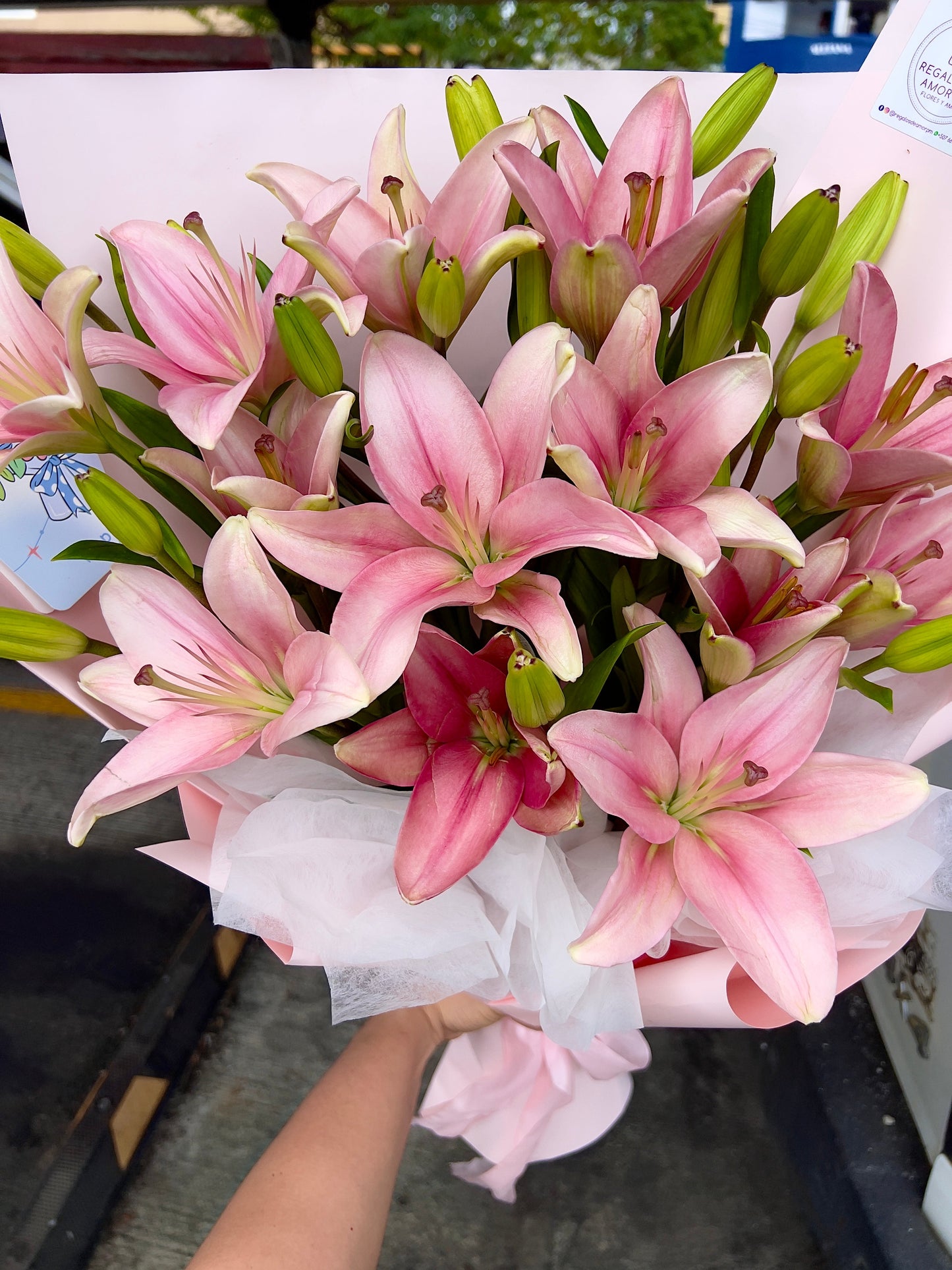 Lilys Pink