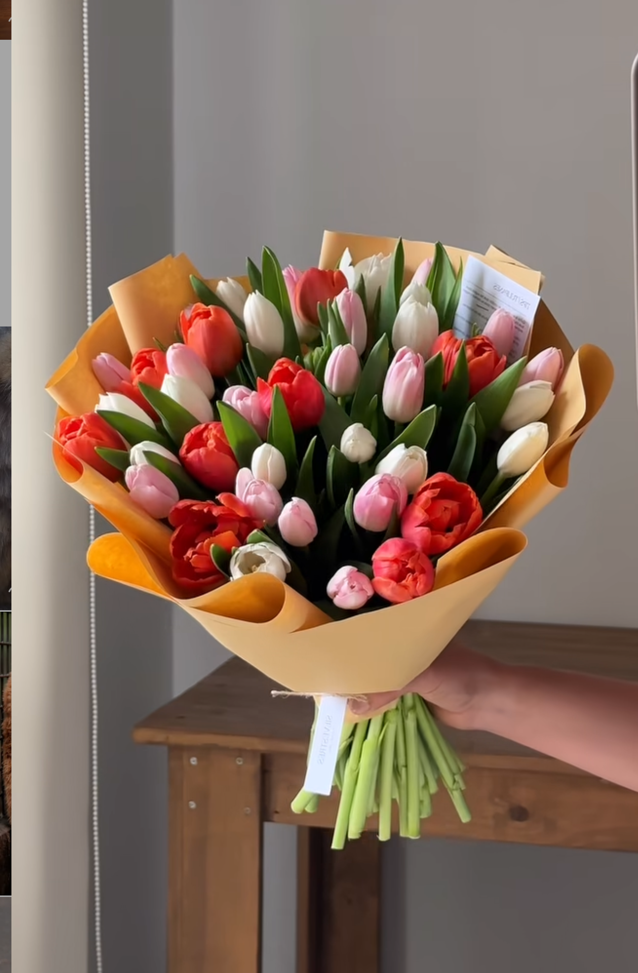 Tulips star (promo por tiempo limitado)